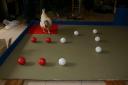 poule1