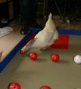 Poule2